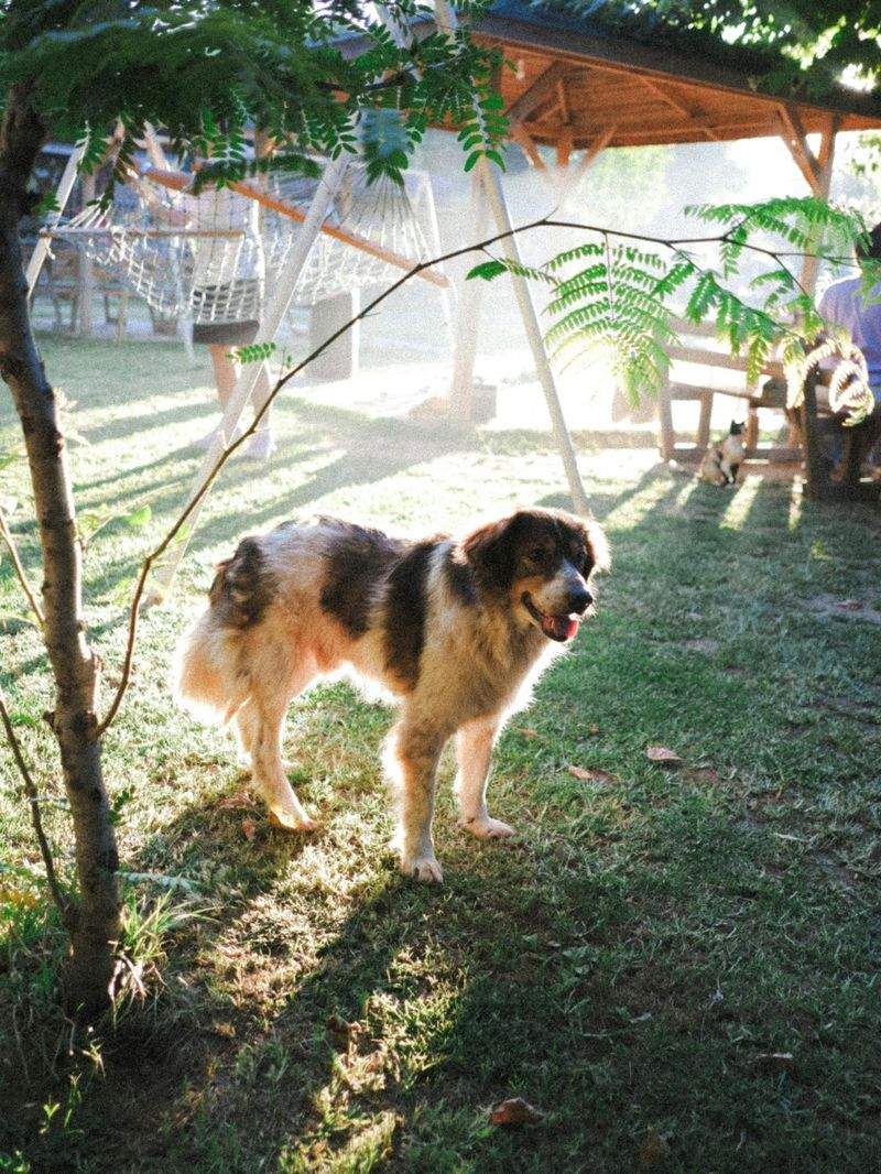 ペットの冬支度：寒い季節を快適に過ごすためのヒント