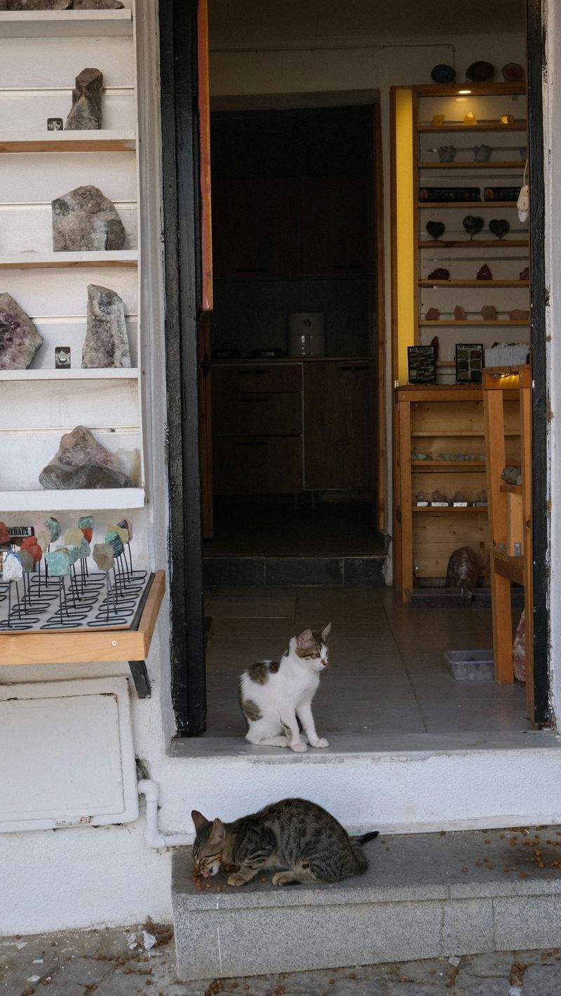 ペットとの絆を深める遊び方：楽しい時間を一緒に過ごそう