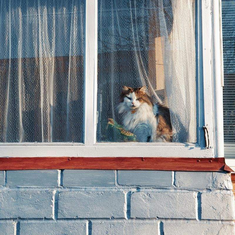 ペットケアジャパン株式会社 - Image 1